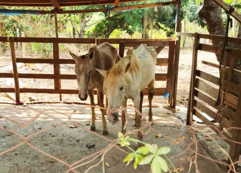 Cavalos sobreviventes abatedouro clandestino são resgatados pela