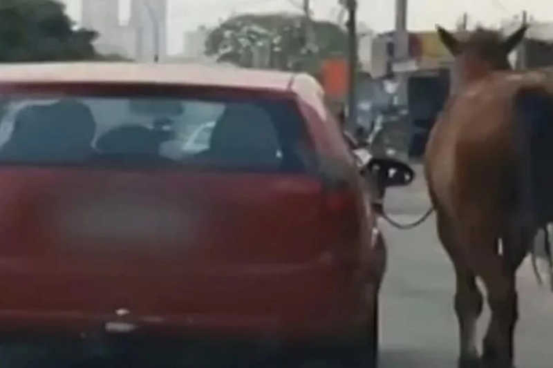 Cavalo é puxado por passageiro de carro em movimento, em Aparecida de Goiânia, GO