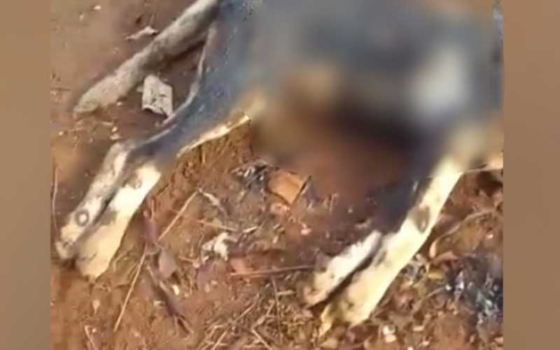 Homem é preso suspeito de matar cachorro a facadas e queimar corpo, em Paranaiguara, GO