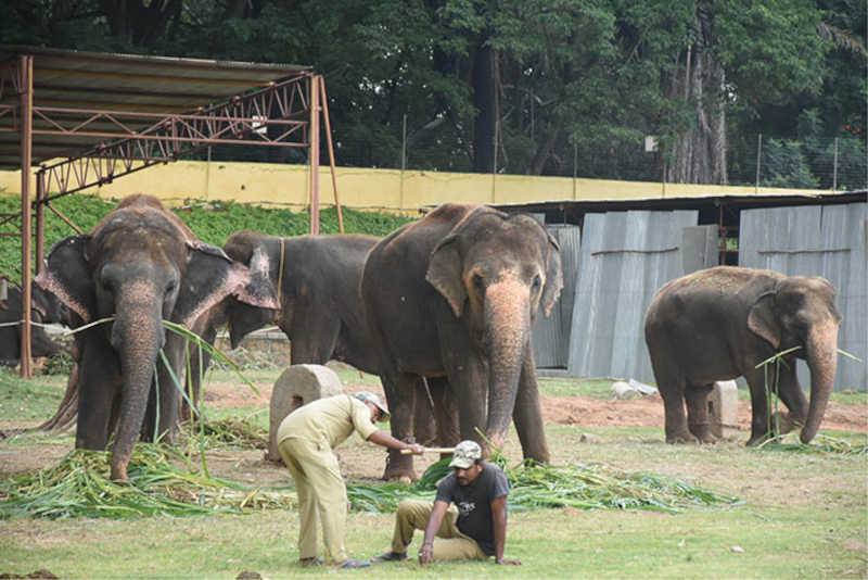 Quatro elefantes do Palácio Real de Mysore serão reabilitados em Gujarate
