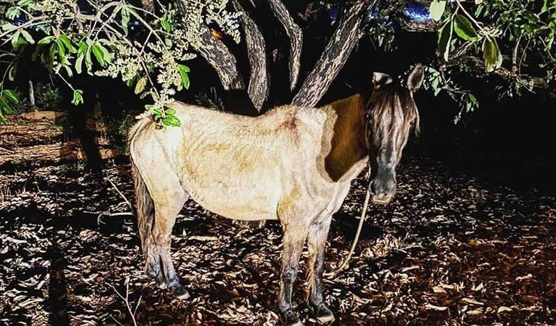 Tutor de cavalo é detido após deixar animal amarrado, sem água e sem comida em Dores do Indaiá, MG
