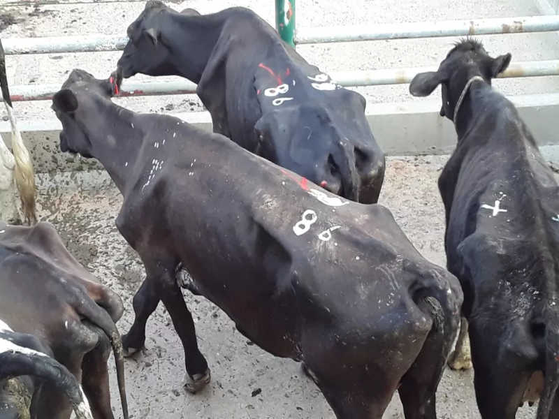 Vacas que seriam abatidas para consumo são apreendidas com suspeita de maus-tratos em Formiga, MG