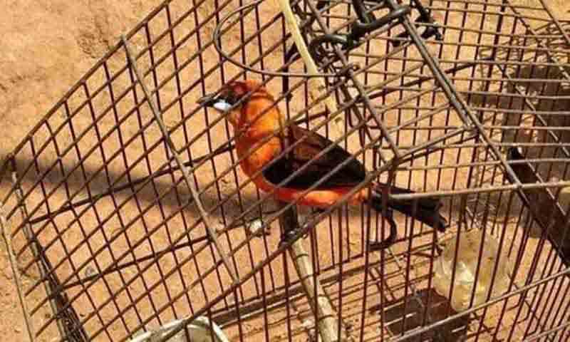 Idoso que mantinha 22 pássaros em cativeiro é preso e multado em Bias Fortes, MG