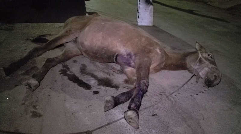 Homem é preso por maus-tratos a mula em Montes Claros, MG