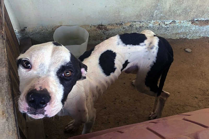 Homem que deixou cachorro em situação de extrema magreza é preso em Cataguases, MG