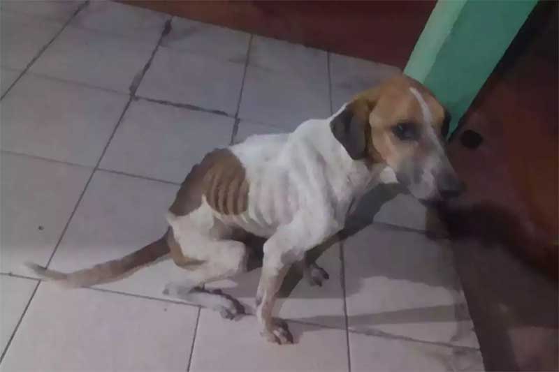 Cachorros são encontrados desnutridos e mulher é presa por maus-tratos em Campo Grande, MS