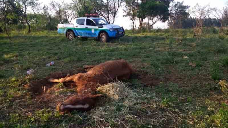 Polícia de Amambai (MS) autua infrator por maus-tratos ao deixar égua doente ao relento sem alimento e água