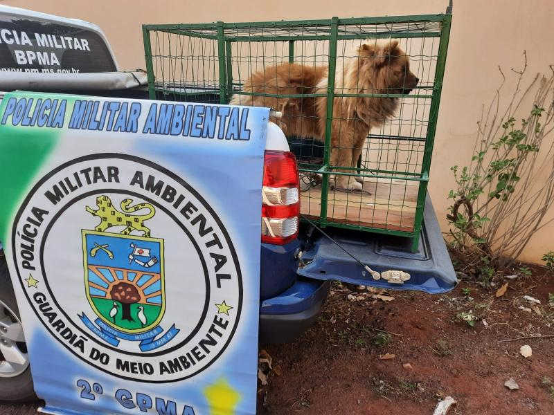 Comerciante é autuada por deixar cão sem alimento e água por 5 meses em Costa Rica, MS