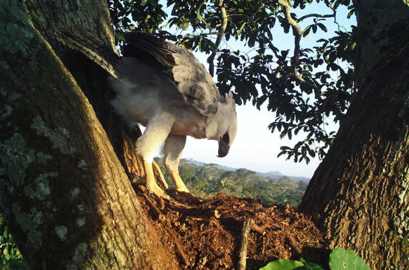 181 harpias mortas, maioria por ‘curiosidade’: dado bizarro levou pesquisador a apostar no turismo para salvar a maior ave de rapina do Brasil