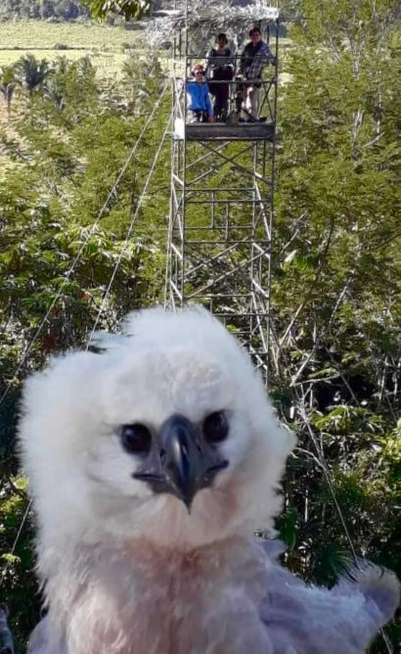 Um filhote de harpia sendo observado pela câmera de monitoramento. Ao fundo, a torre onde ficam os turistas. — Foto: Everton Miranda 