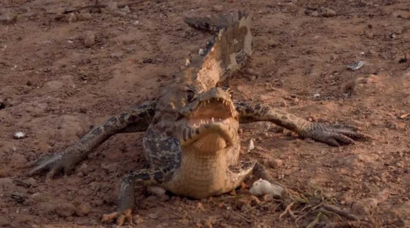 Predador e presa, jaguatirica e veado bebem água no mesmo cocho colocado em área queimada no Pantanal de MT; veja vídeo