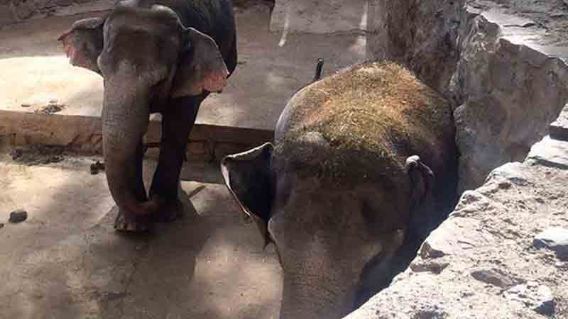 Santuário inicia processo para transportar mais duas elefantas para Mato Grosso