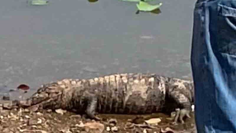 Jacaré é encontrado morto no Parque das Águas em Cuiabá com a cabeça esmagada e ferimentos no corpo