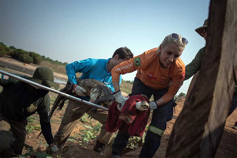 Seca no Pantanal obriga Ibama a trasladar 200 jacarés para que não morram de fome