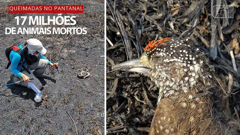 Queimadas mataram 17 milhões de animais vertebrados no Pantanal em 2020, aponta estudo