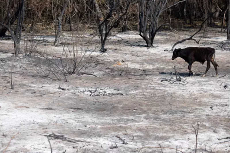 Vaca passa por área queimada com o chão ainda quente em busca de abrigo Foto: Ahmad Jarrah / BBC News Brasil