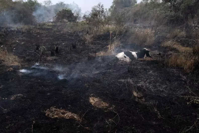 Vaca presa pelo fogo espera por resgate de brigadistas e veterinários no Pantanal Foto: Ahmad Jarrah / BBC News Brasil