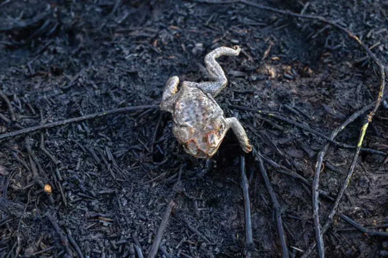 Sapo morreu enquanto tenta escapar do fogo Foto: Ahmad Jarrah / BBC News Brasil