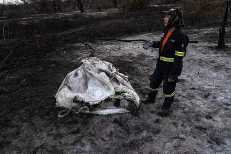 Uma anta de aproximadamente 300 quilos estava com as patas queimadas e foi resgatada após cinco dias de monitoramento Foto: Bruna Obadowski / BBC News Brasil