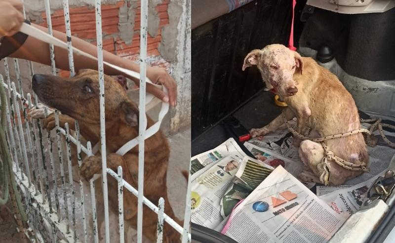Quatro cachorros são resgatados por maus-tratos em VG