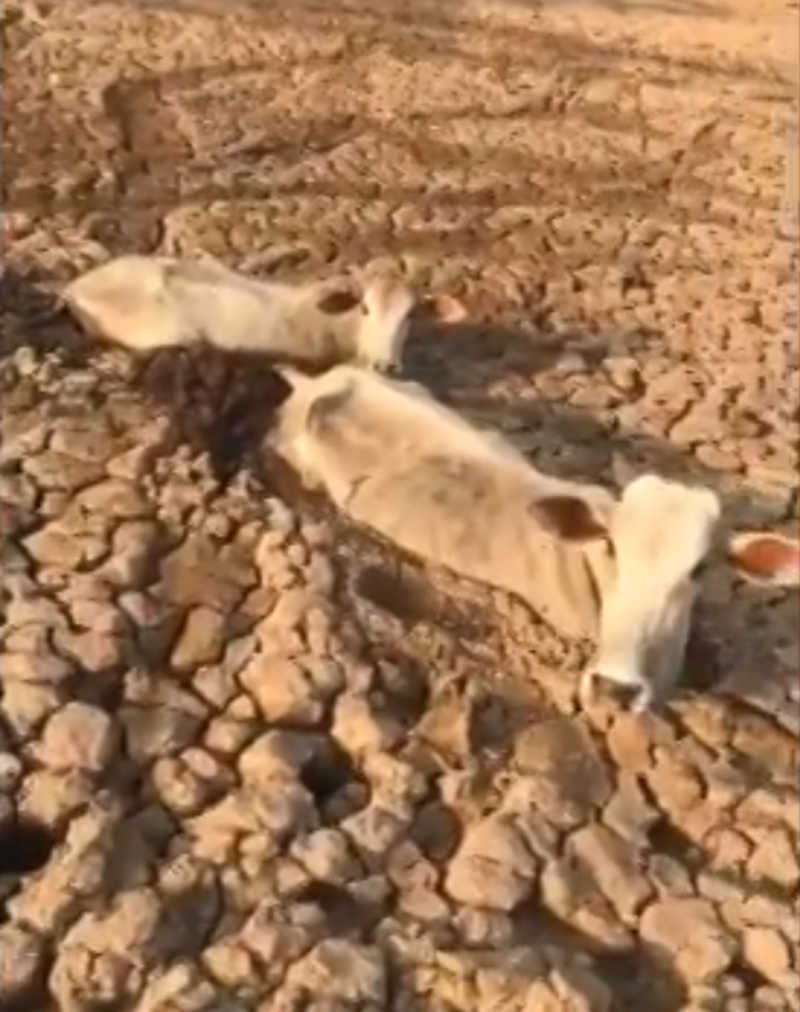 À procura d’água, vaca e bezerro ficam presos na lama de lago que secou em Poconé (MT); veja vídeo