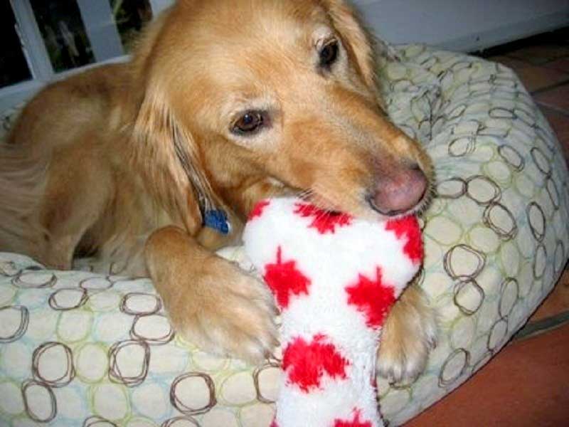 Alfie com seu brinquedo de morder (Foto: Animal Advocates Society)