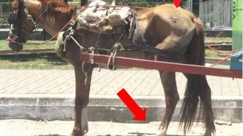 MP requer na Justiça o fim da exploração e maus-tratos de animais usados como tração de carroças em João Pessoa, PB