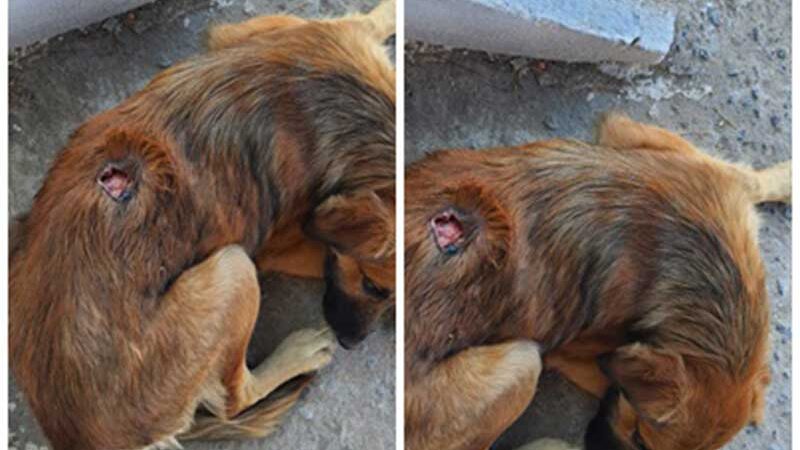 Cão de rua com grave infecção precisa de ajuda em Patos, PB: ‘o ferimento está aumentando’, disse resgatista