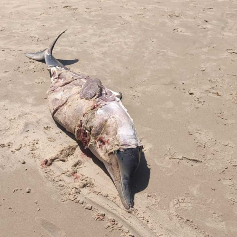 Golfinho aparece morto em praia de Porto de Galinhas, PE
