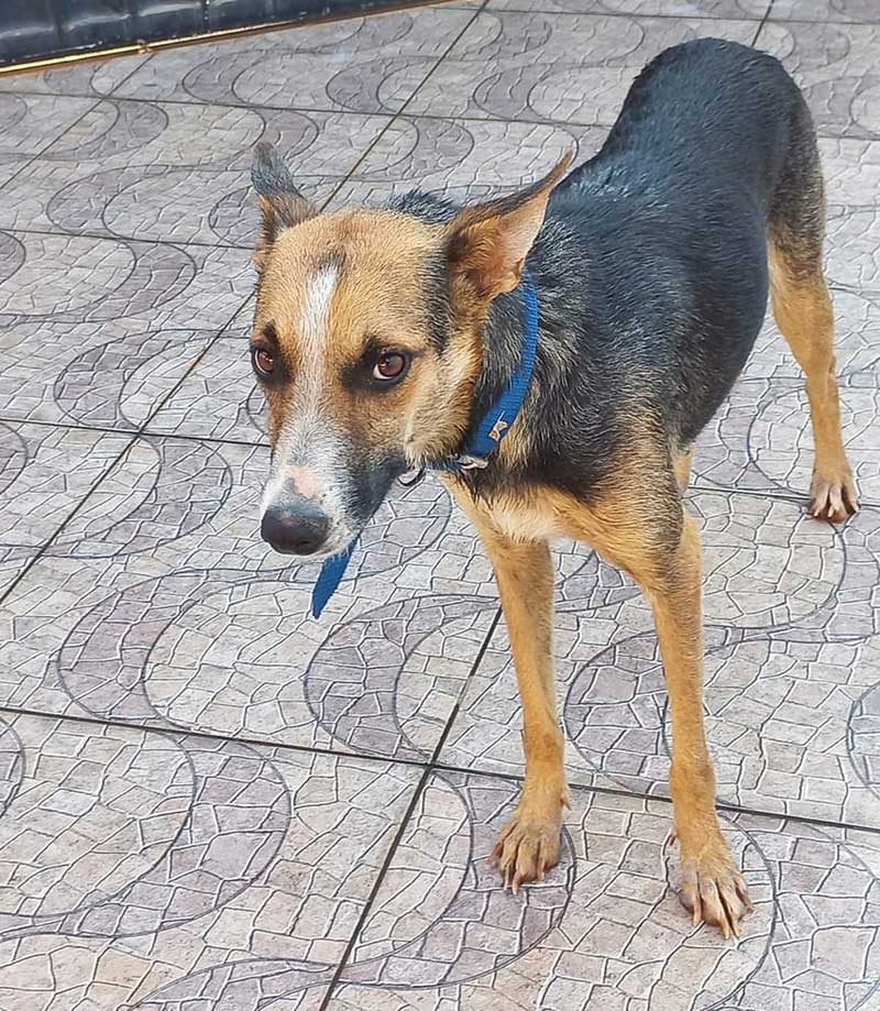 Cadela está em lar temporário e aguarda adoção — Foto: Divulgação /Apapi