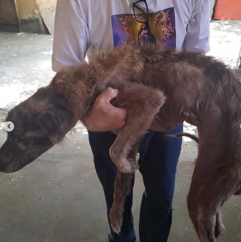 Cachorro resgatado em Teresina estava desnutrido — Foto: Divulgação/Polícia Civil