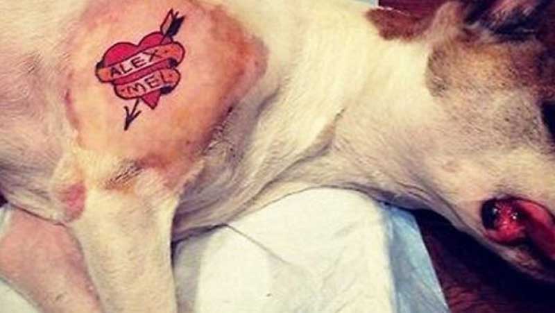 Lei sancionada pela Prefeitura proíbe tatuagens em animais no município do Rio de Janeiro