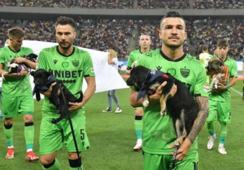 Jogadores levam cães abandonados a estádios para incentivar adoção