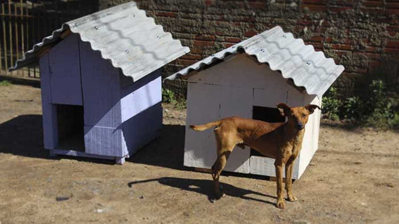 Canil Municipal instala casinhas para cães comunitários no Santo Afonso, em Novo Hamburgo, RS