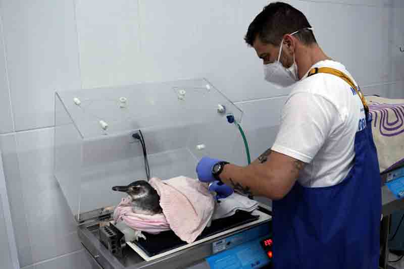 Veterinário Sandro Sandri prepara a ave debilitada — Foto: Nilson Coelho/R3 Animal