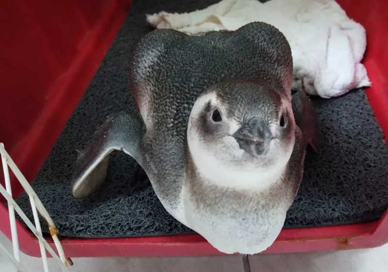 SC é estado onde mais foram encontrados pinguins-de-Magalhães em 2021, diz projeto