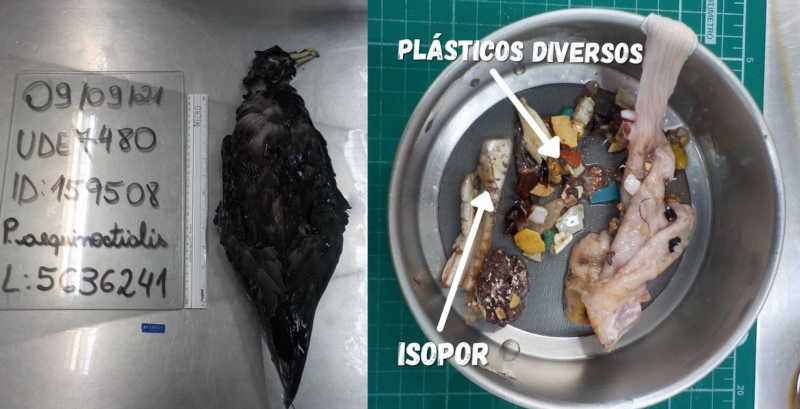 Pedaços de plástico e isopor são retirados de estômago de ave encontrada morta em Imbituba, SC