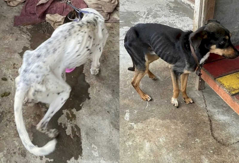 CRUELDADE: cães são resgatados em situação crítica de maus-tratos, em Itapema, SC