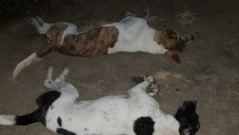 Suspeita de envenenamento de cães em Moita Bonita (SE) é investigada