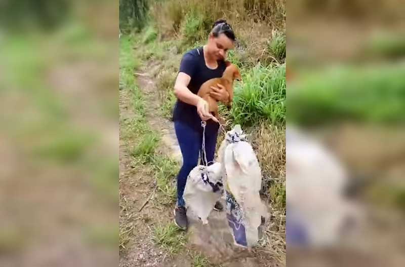 Dois filhotes são achados com cadela morta dentro de sacos plásticos em rodovia do interior de SP