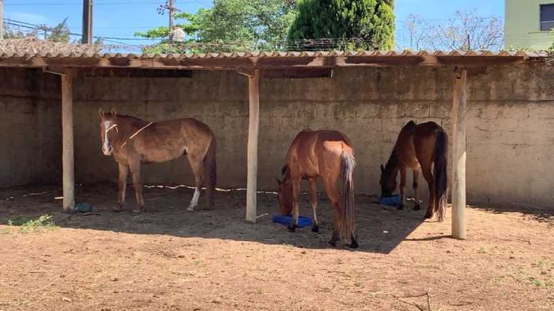 Prefeitura resgata três cavalos após vídeo mostrar agressões em Campinas, SP