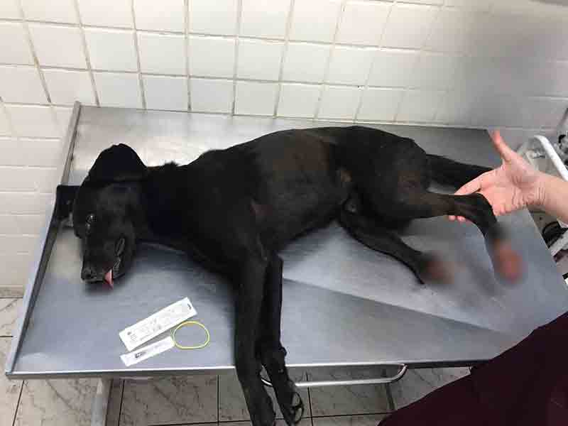 Cão sobrevive após ser atropelado por trem no litoral de SP e mobiliza veterinários