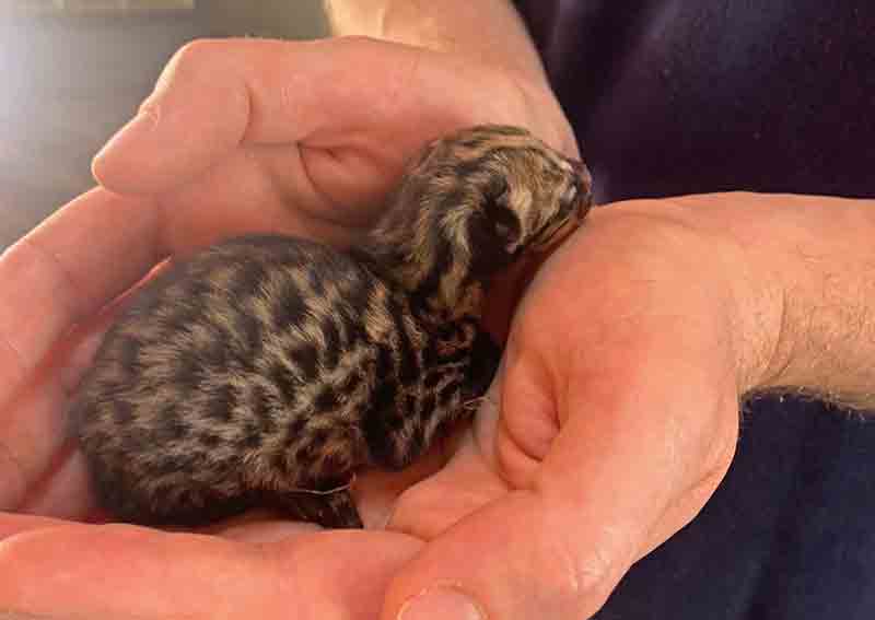 Prematuro, filhote de gato-maracajá morre dez dias após ser resgatado em fazenda de café no interior de SP