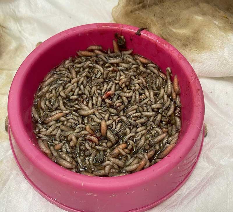 Centenas de larvas foram retiradas da ferida do animal em clínica veterinária de ONG de Santos, SP — Foto: Reprodução/ONG Viva Bicho