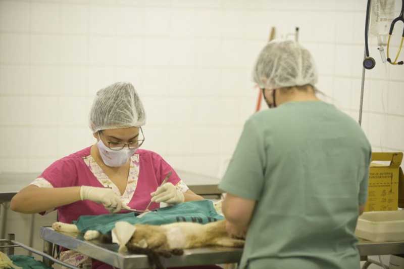 Prefeitura de Guarulhos (SP) abre cadastro para 400 vagas de castração gratuita de cães e gatos