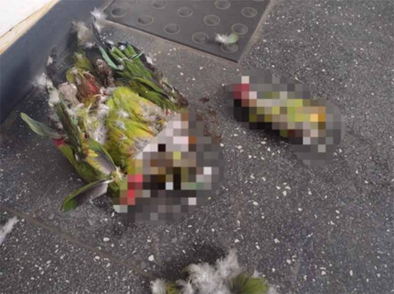 Homem é multado após arrancar a cabeça de papagaio em Jales, SP