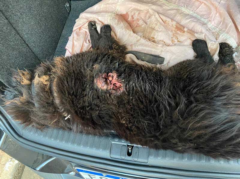 Cachorro passou por cuidados veterinários (Foto: Divulgação)