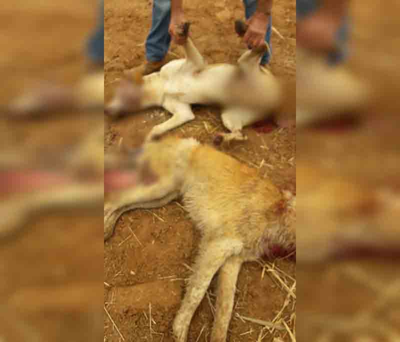 Animais foram encontrados feridos na propriedade rural do suspeito, em Potirendaba (SP) — Foto: Arquivo Pessoal