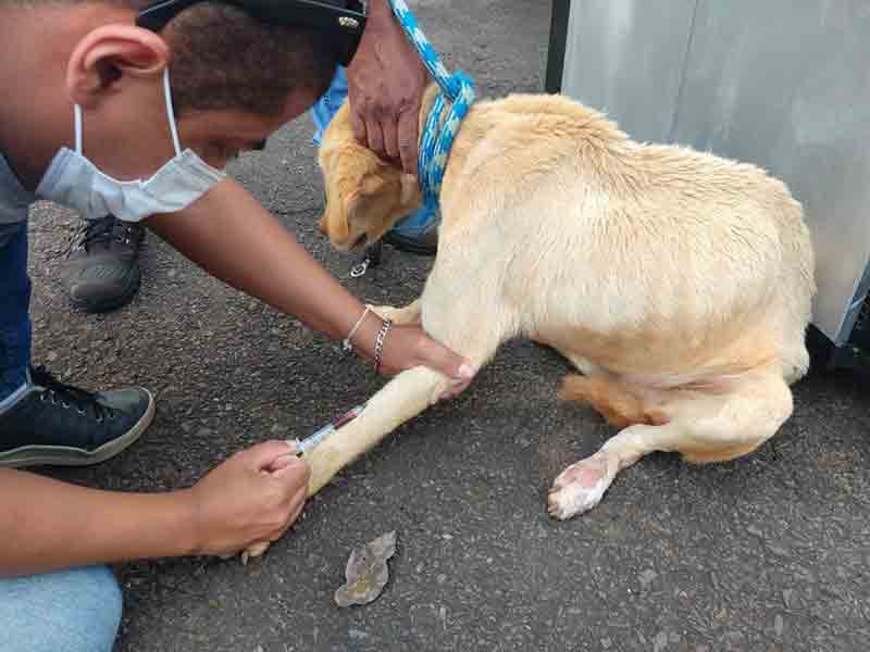 Cachorro em situação de maus-tratos é resgatado pela Polícia Ambiental em Presidente Prudente, SP