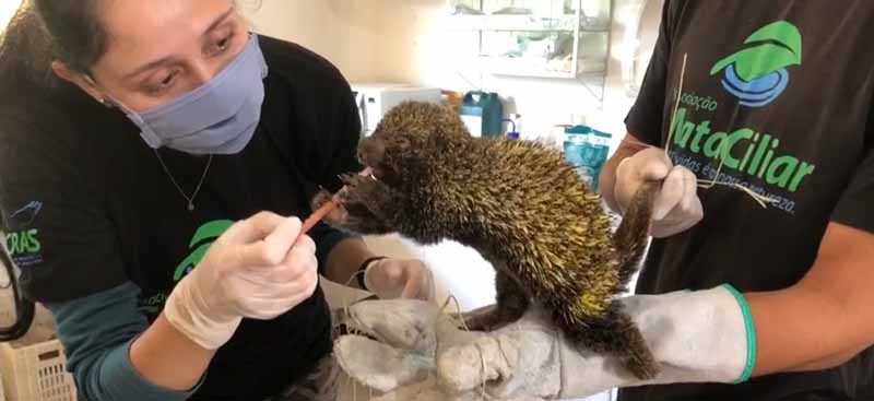 Ouriço resgatado de incêndio na Serra do Japi é alimentado com seringa em ONG de Jundiaí; vídeo